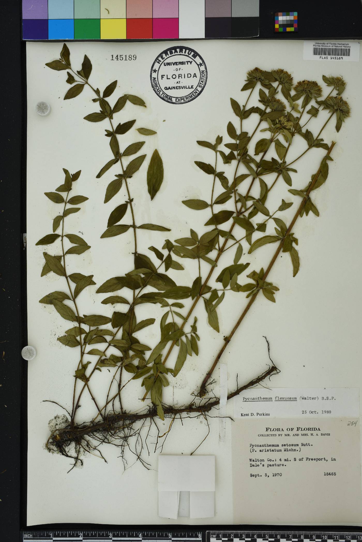 Pycnanthemum flexuosum image