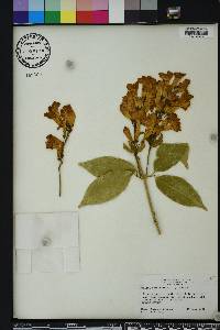 Bignonia aequinoctialis image