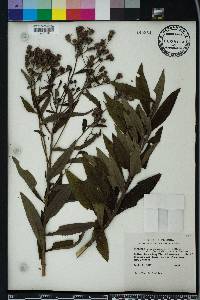 Vernonia noveboracensis image