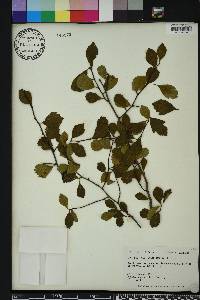 Crataegus aestivalis image