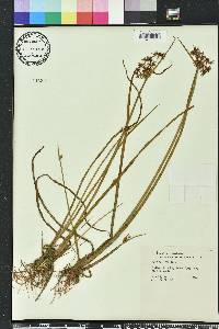 Cyperus haspan image