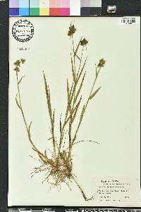 Fuirena breviseta image