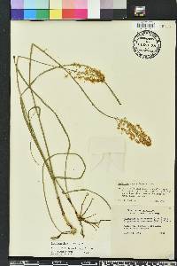 Stenanthium densum image