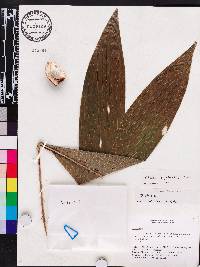 Bactris gasipaes image