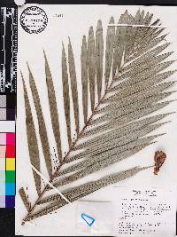 Bactris gasipaes image