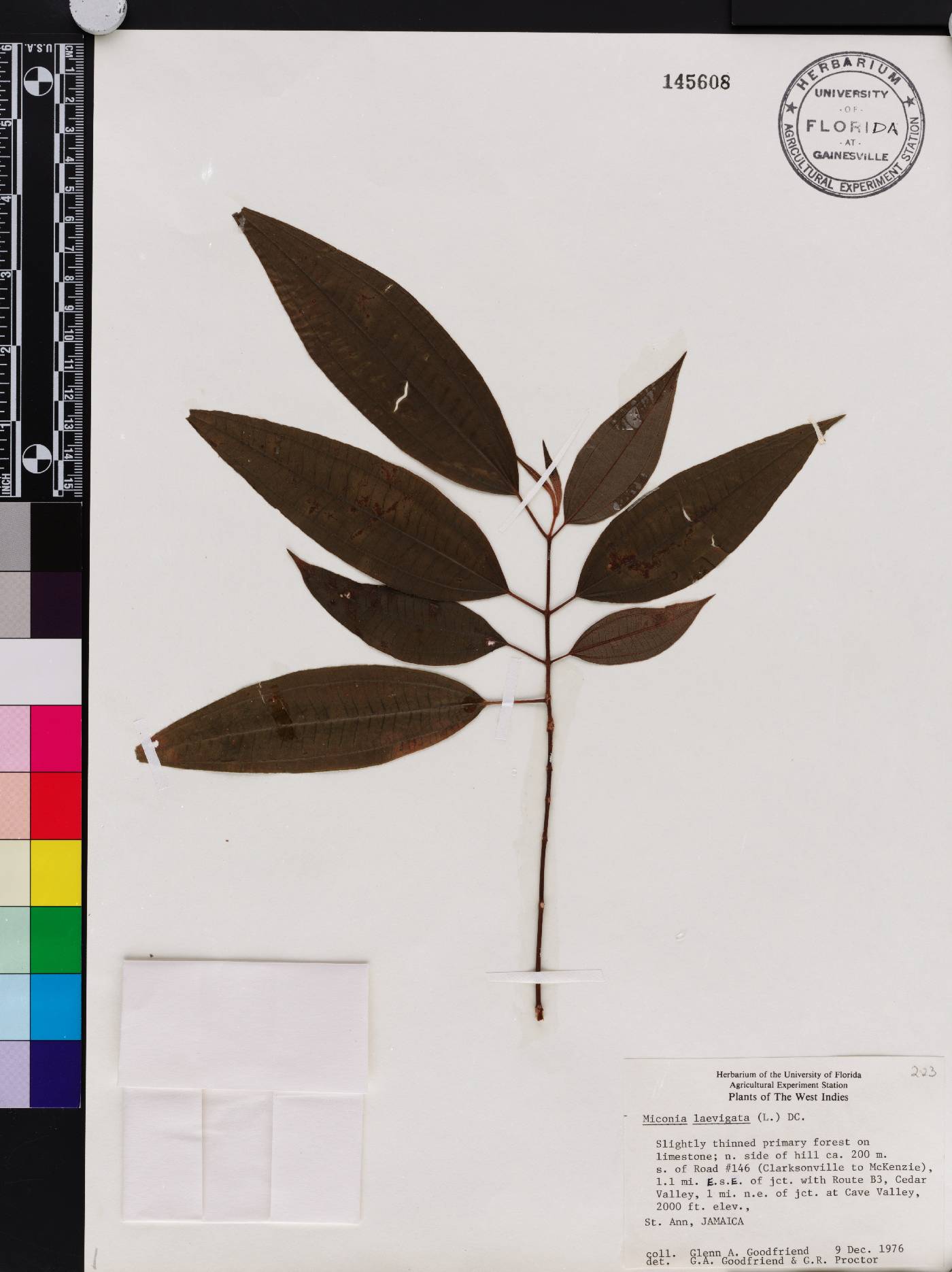 Miconia laevigata image