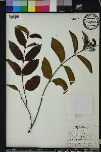 Pinochia floribunda image