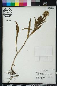 Solidago stricta image