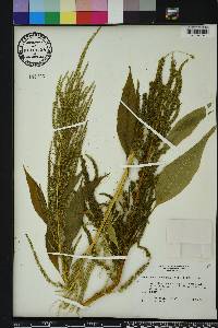 Amaranthus australis image