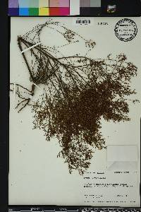 Lechea sessiliflora image