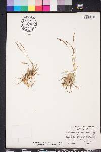 Eremochloa ophiuroides image