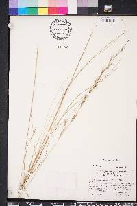 Aristida purpurascens var. virgata image