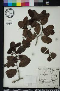 Laguncularia racemosa image