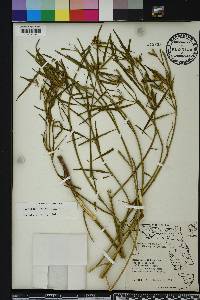 Euphorbia cyathophora image