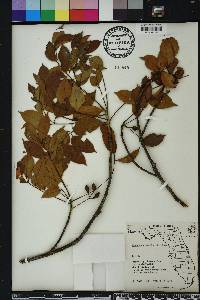 Bursera simaruba image