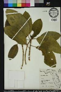 Ficus aurea image