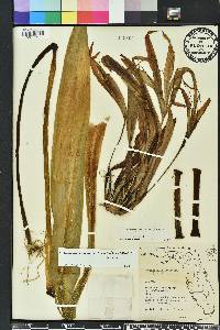 Crinum zeylanicum image