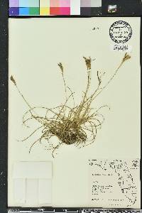 Tillandsia recurvata image