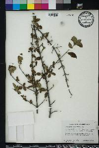 Guettarda elliptica image