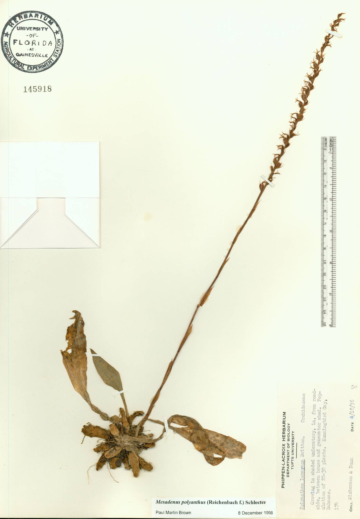 Mesadenus lucayanus image