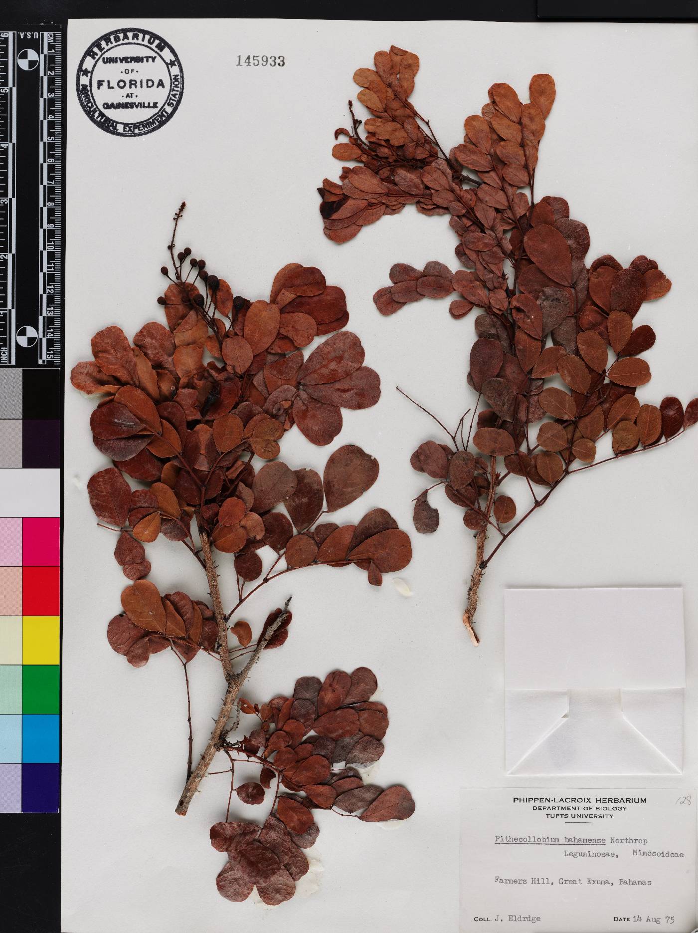 Pithecellobium bahamense image