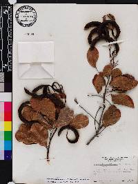 Pithecellobium keyense image