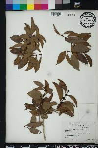 Eugenia axillaris image