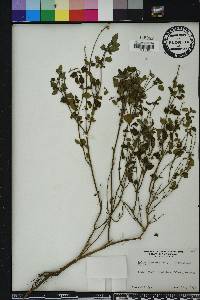 Salvia micrantha image