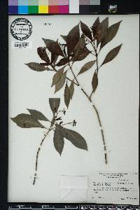 Psychotria ligustrifolia image