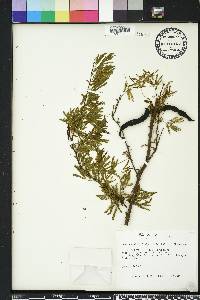 Vachellia farnesiana var. pinetorum image
