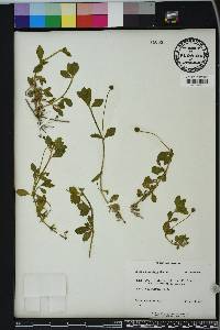 Phyla nodiflora image