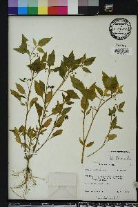 Solanum americanum image