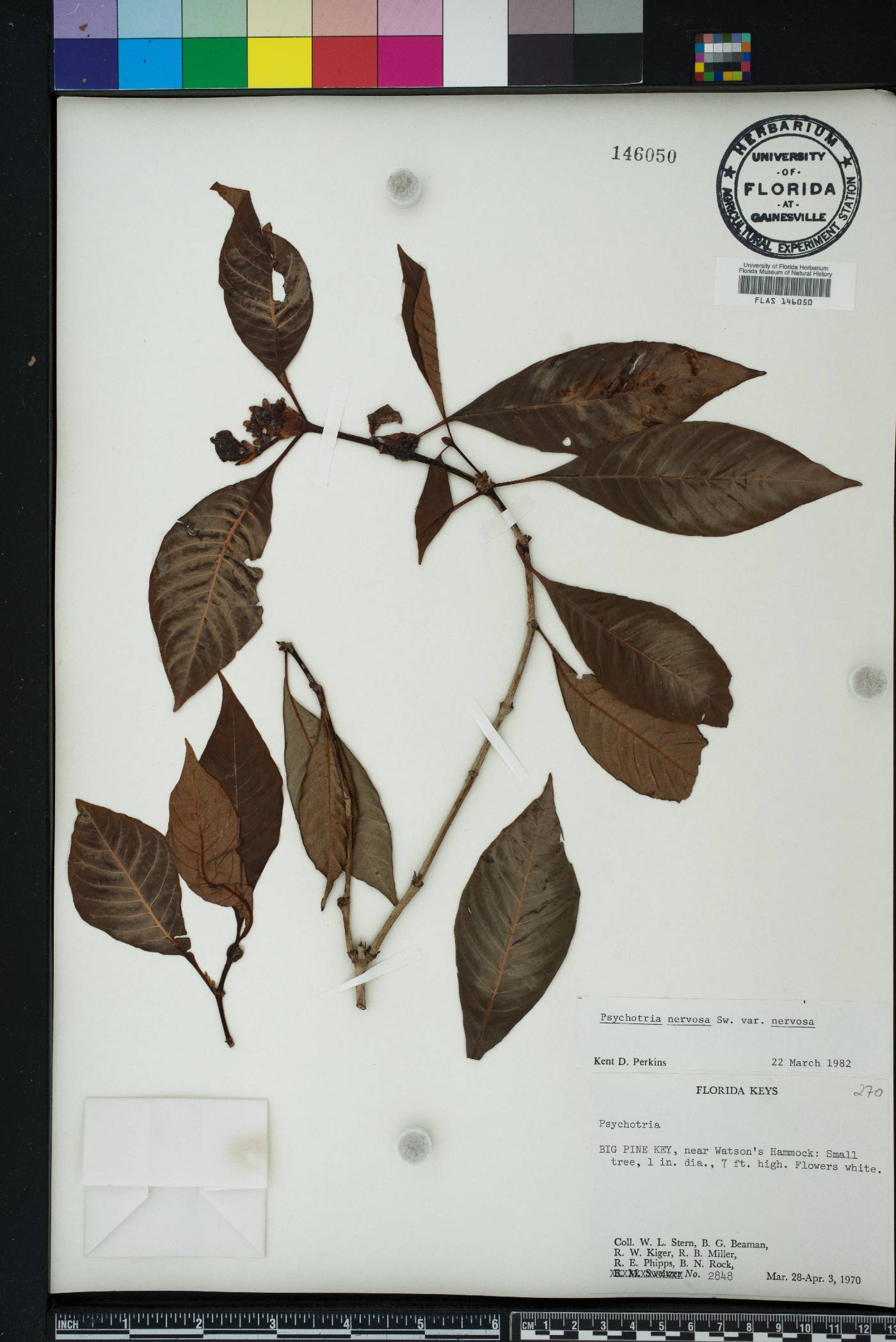 Psychotria nervosa image