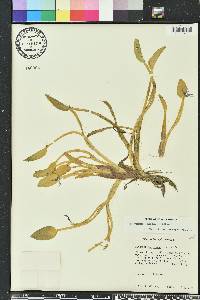 Heteranthera limosa image