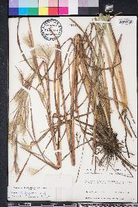 Andropogon liebmannii image