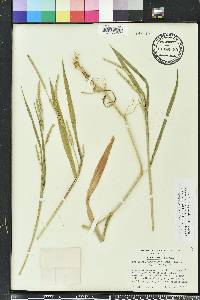 Urochloa plantaginea image