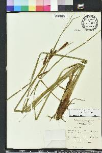 Carex glaucescens image