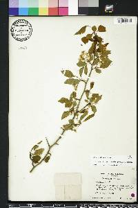 Crataegus viridis image