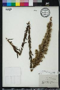 Solidago stricta image