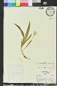 Iris cristata image