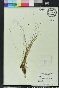 Eleocharis tenuis image