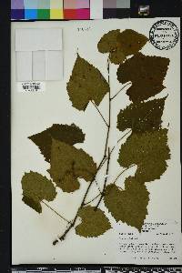 Vitis vulpina image