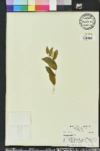 Uvularia perfoliata image