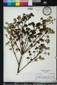 Aralia spinosa image