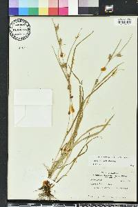 Carex grisea image