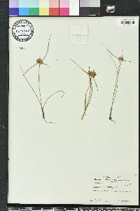 Cyperus filiculmis image