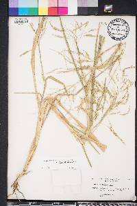 Panicum dichotomiflorum var. dichotomiflorum image