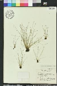 Eleocharis microcarpa image