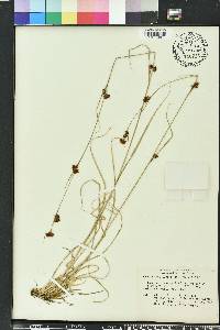 Rhynchospora capitellata image