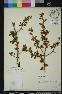 Crataegus aestivalis image